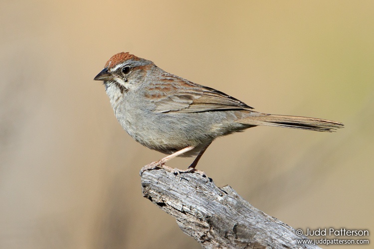 Rufous-crowned Sparrow, Davis Mountains State Park, Texas, United States